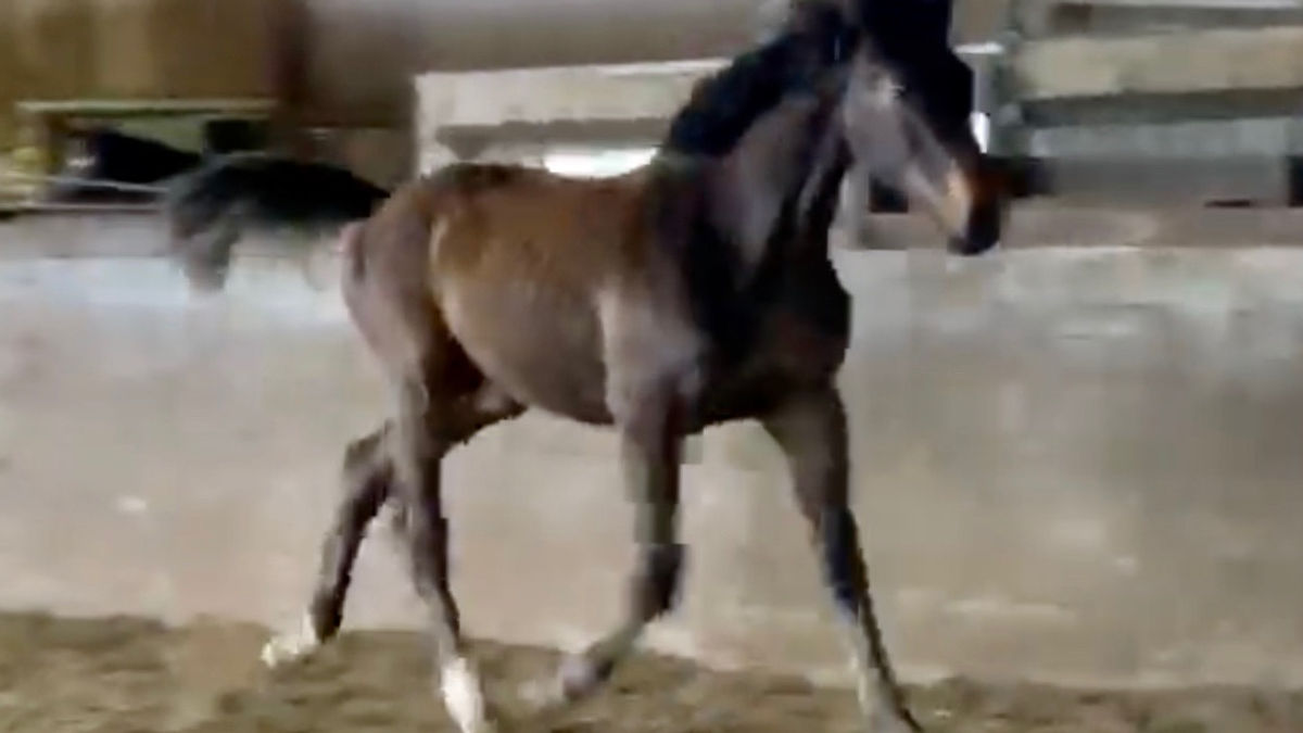 RRF Spark of Royal T